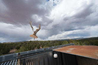Owl Found Stuck In Concrete Mixer Is Back Flying Free