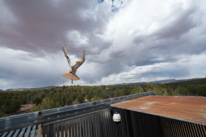 Owl Found Stuck In Concrete Mixer Is Back Flying Free