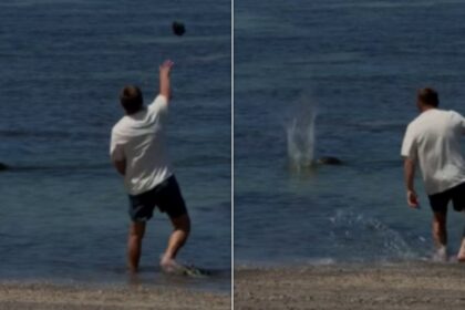 Tourist Who Allegedly Hurled Rock At Seal Faces Charges