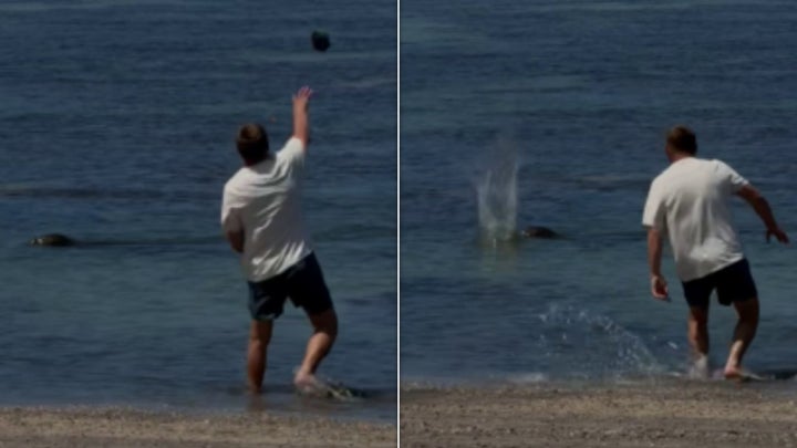 Tourist Who Allegedly Hurled Rock At Seal Faces Charges