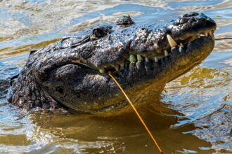 Attempted Murder Charge For Man After Boy Lands In Crocodile Enclosure