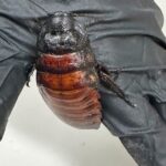 Cockroach Kingpin Busted With 100K Illegal Insects