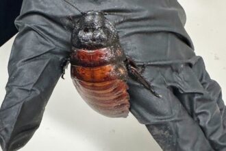 Cockroach Kingpin Busted With 100K Illegal Insects