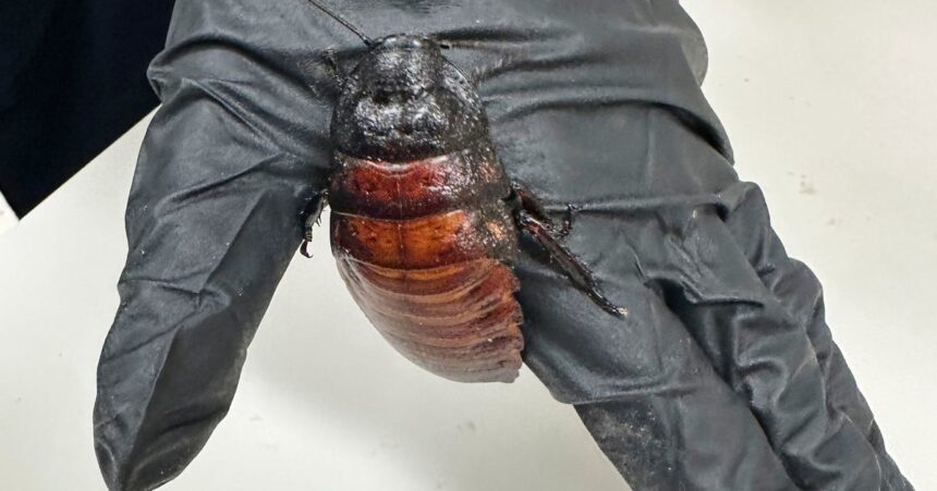 Cockroach Kingpin Busted With 100K Illegal Insects