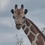 Escaped Giraffe Gracie Loose In Texas