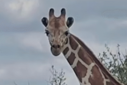 Escaped Giraffe Gracie Loose In Texas