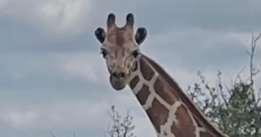 Escaped Giraffe Gracie Loose In Texas