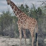 Gracie The Giraffe Rescued After Two Weeks On The Lam