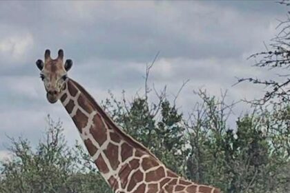 Gracie The Giraffe Rescued After Two Weeks On The Lam