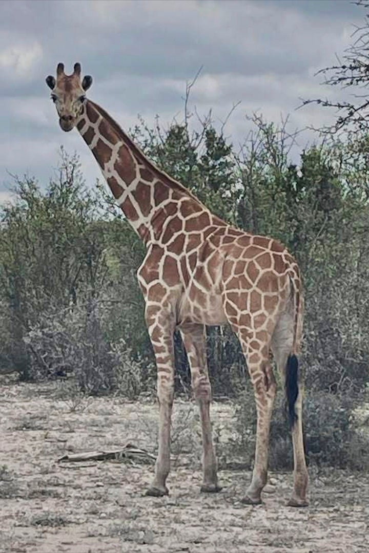 Gracie The Giraffe Rescued After Two Weeks On The Lam