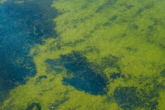 Lincoln Memorial Reflecting Pool Is Looking 'Quite Green' And Filled With Algae After Trump Renovations
