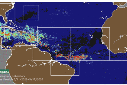 Record Levels of Sargassum Invading Florida Beaches in 2026