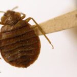 Trump-Cut Pest Agency Left Scratching Over Bedbug Infestation