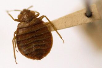 Trump-Cut Pest Agency Left Scratching Over Bedbug Infestation
